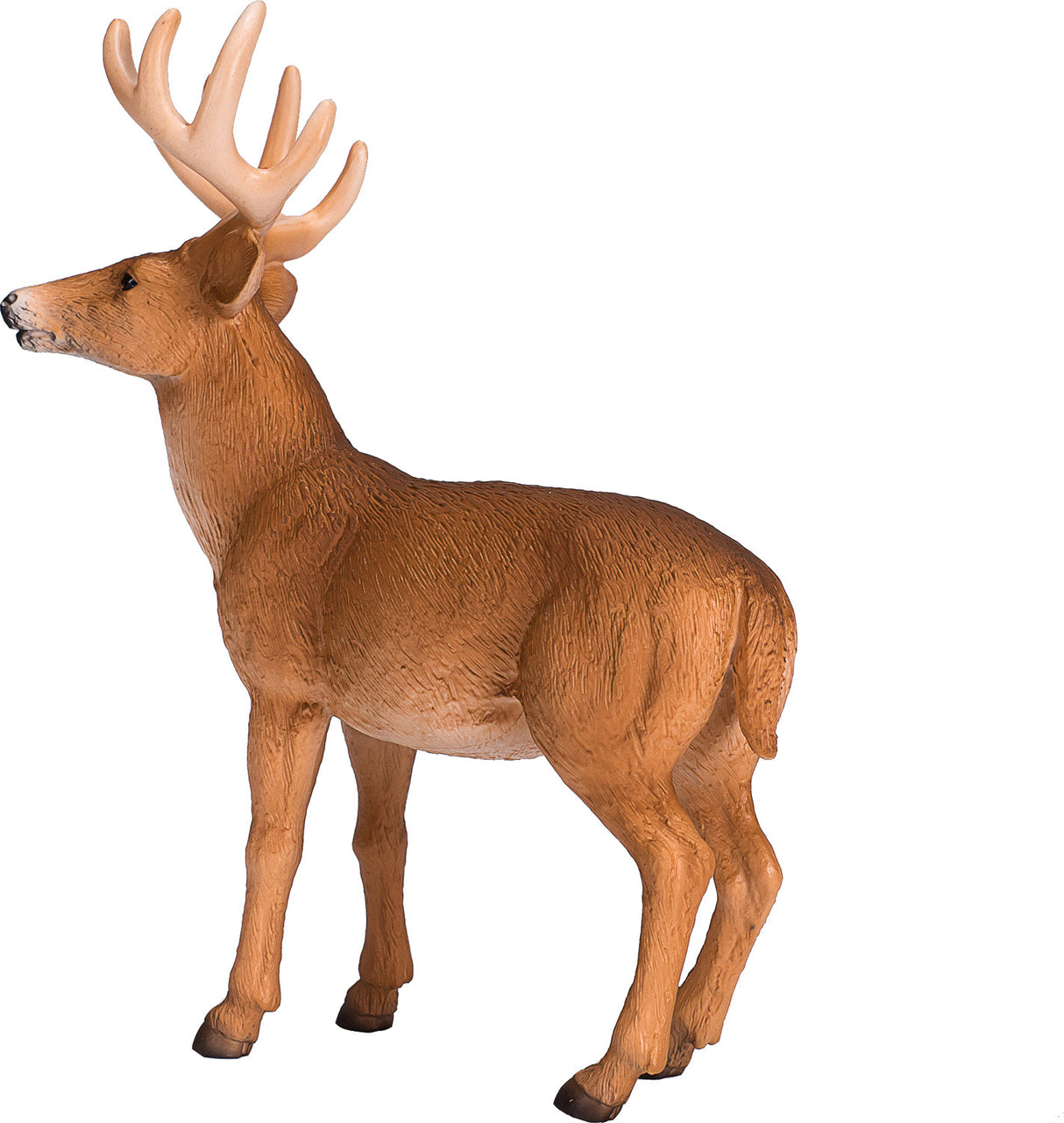 White Tailed Deer Buck