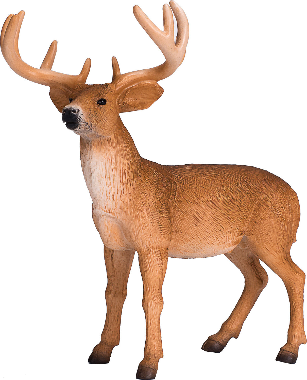 White Tailed Deer Buck