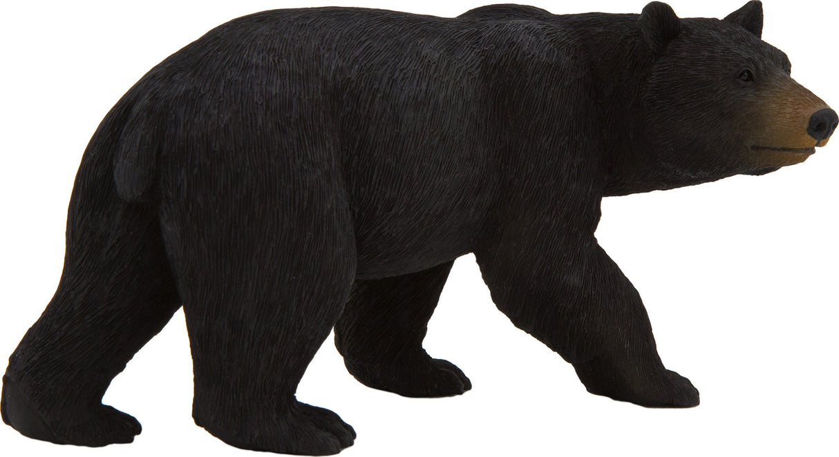 American Black Bear