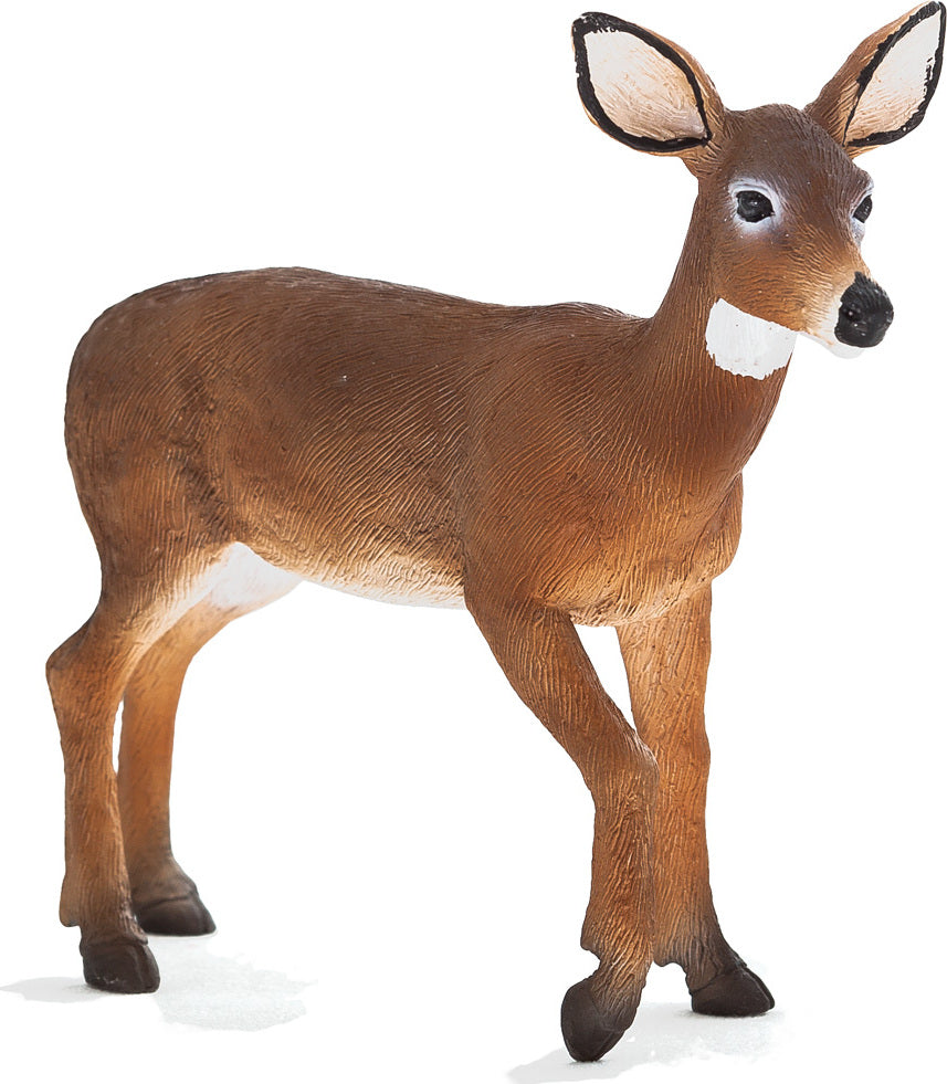 White Tailed Deer