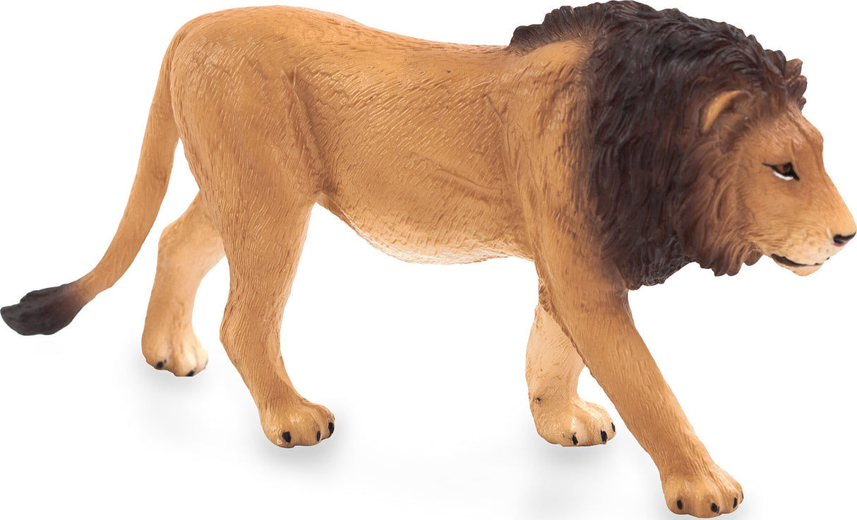Male Lion