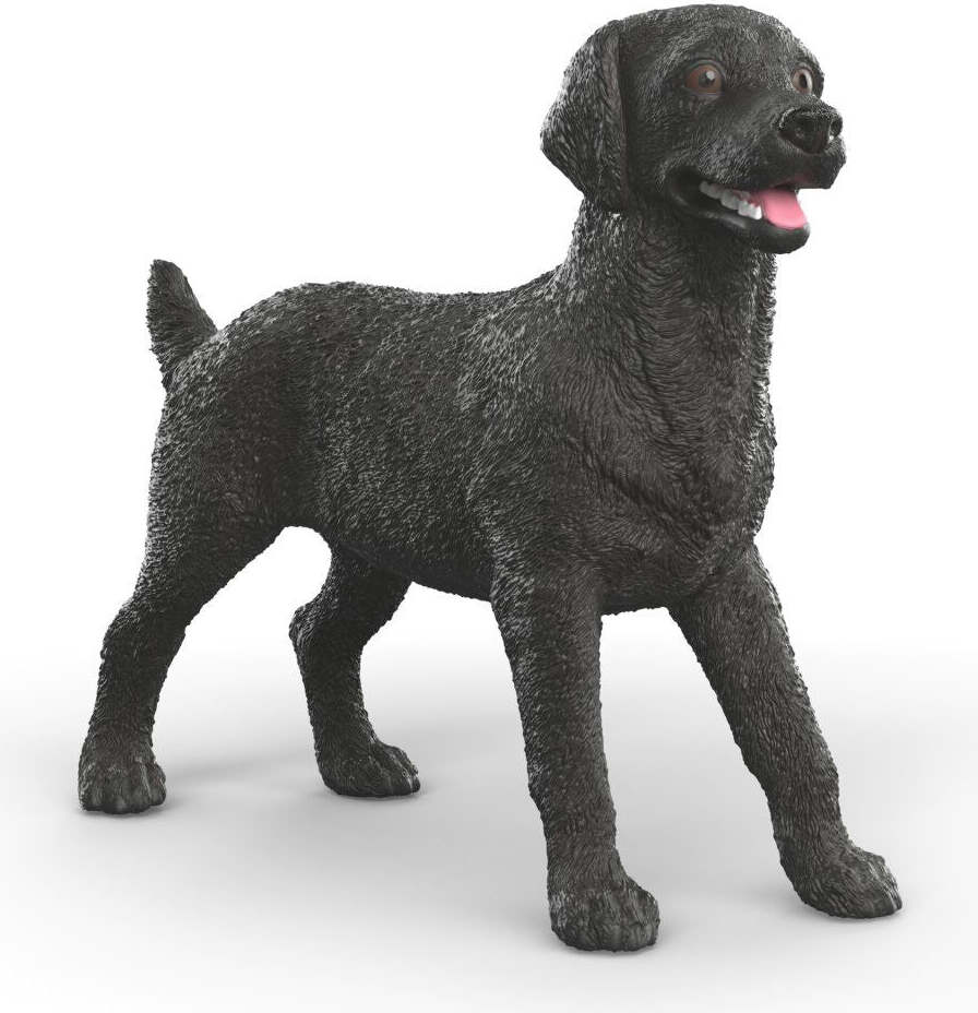 Black Labrador Retriever Female