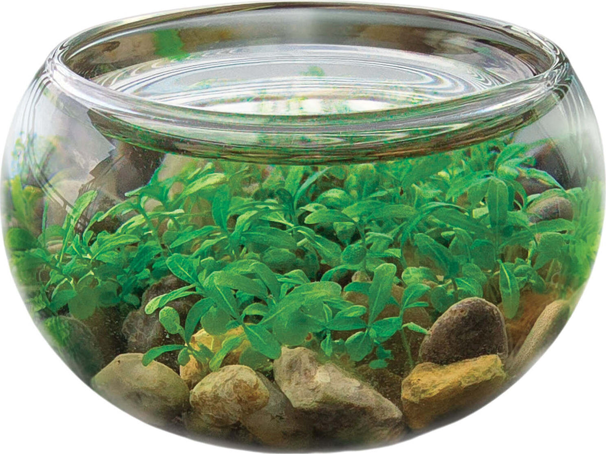 Mini WaterPlants - Create A Miniature Aquascape