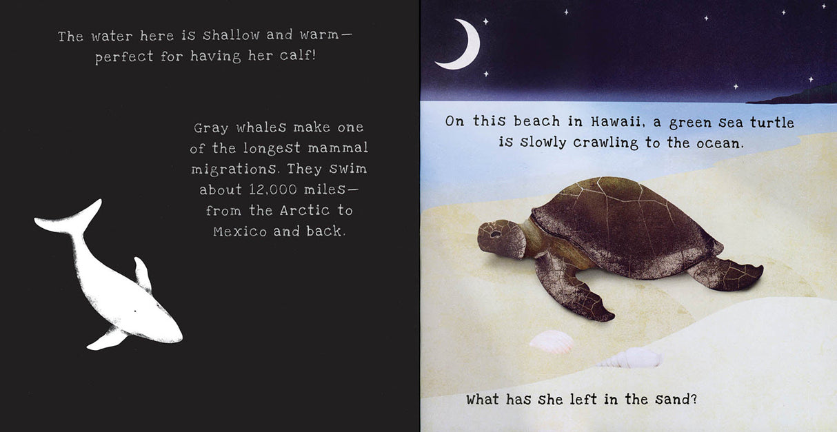 Animal Journeys A Shine-A-Light Book