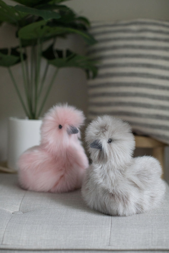 Zara Gray Silkie Chick