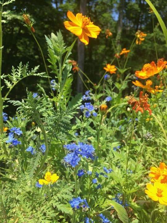 Honey Bee Habitat