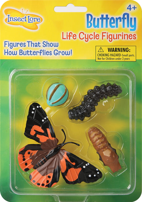 Butterfly Life Cycle Stages