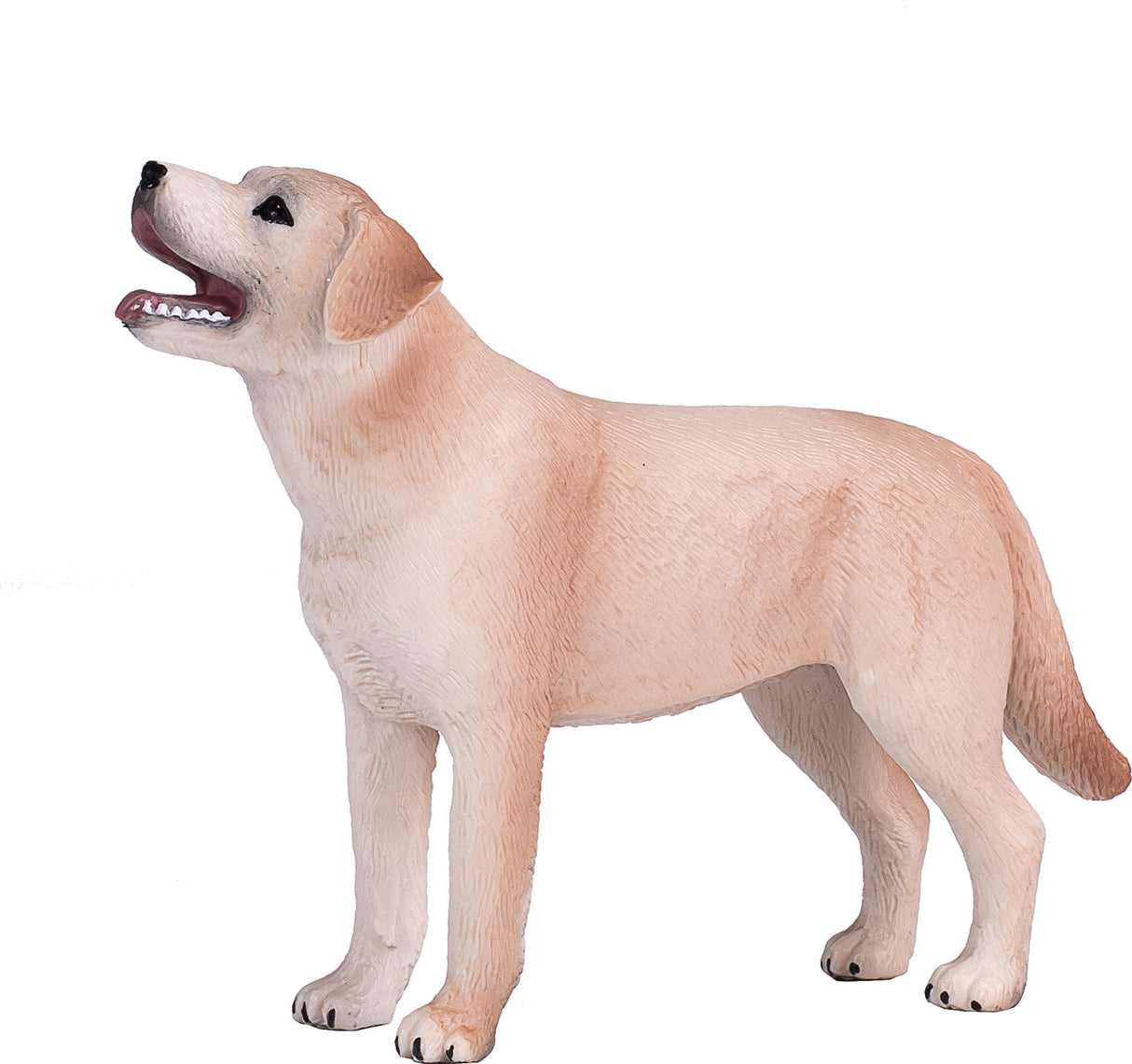 Labrador