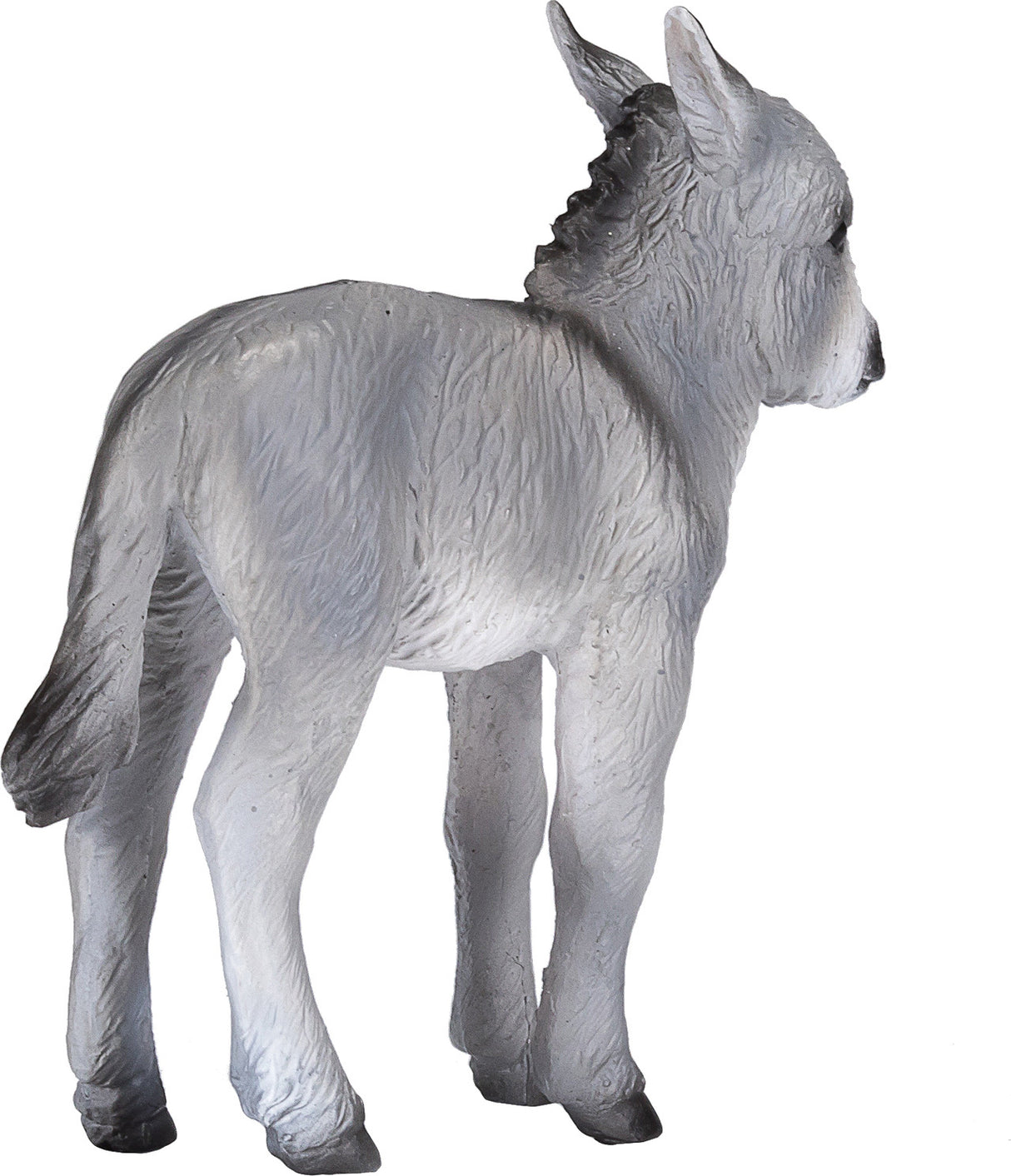 Donkey Foal