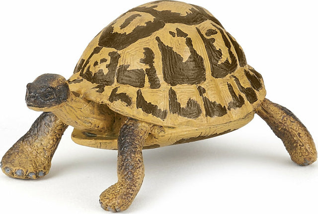Hermann's Tortoise