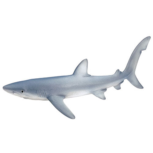 Blue Shark