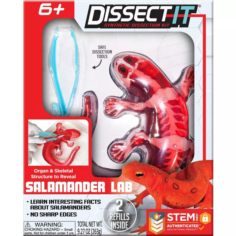 Dissect-It Salamander - Gingerbread House Toys