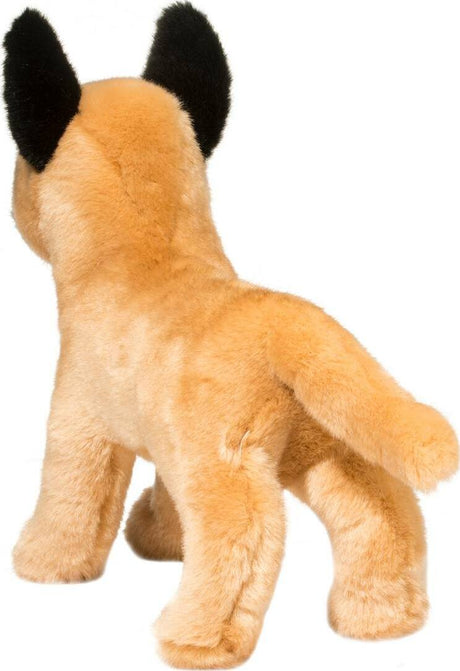 Klaus Belgian Malinois
