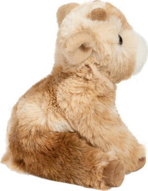 Mini Dandie Soft Goat