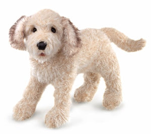 Labradoodle