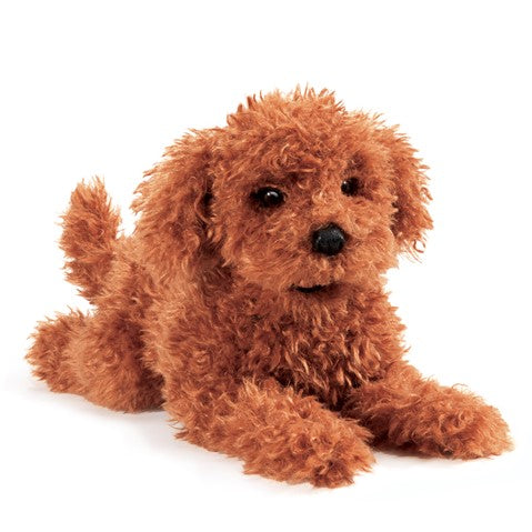 Toy Poodle Puppy