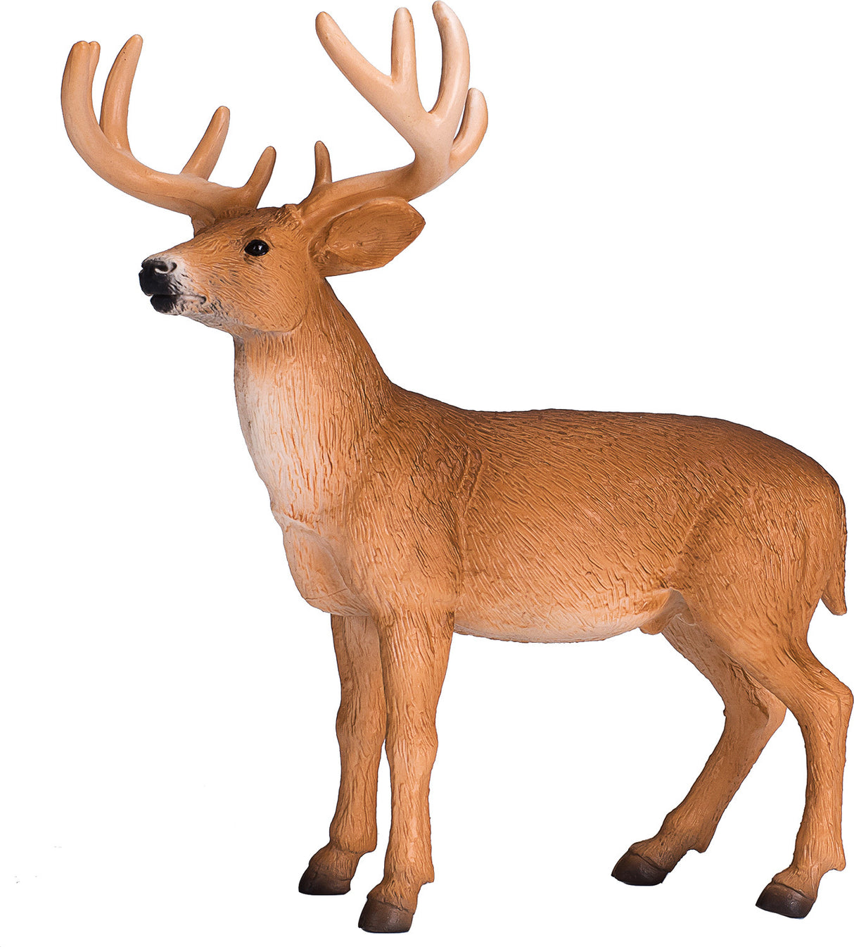 White Tailed Deer Buck