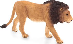 Male Lion