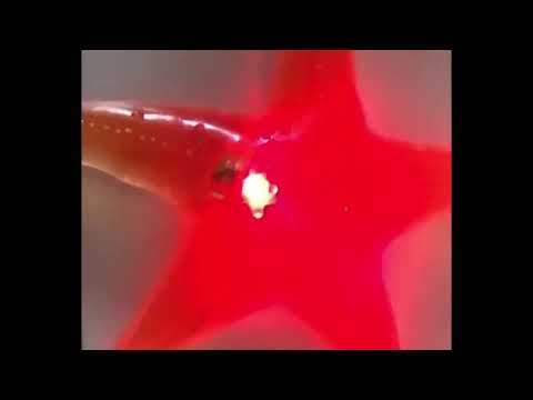 L/U Ooey Gooey Starfish