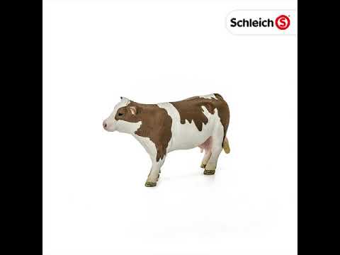 Simmental Cow