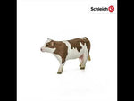Simmental Cow