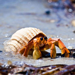 Hermit Crab Toy