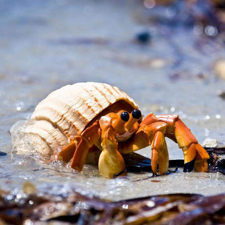 Hermit Crab Toy