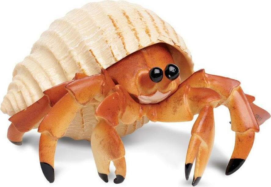 Hermit Crab Toy