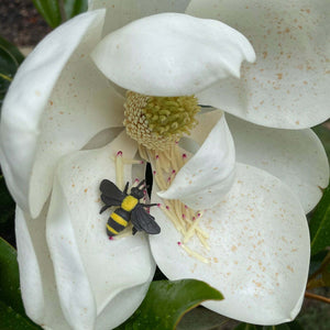 Garden Fun Pack