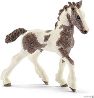 Tinker Foal