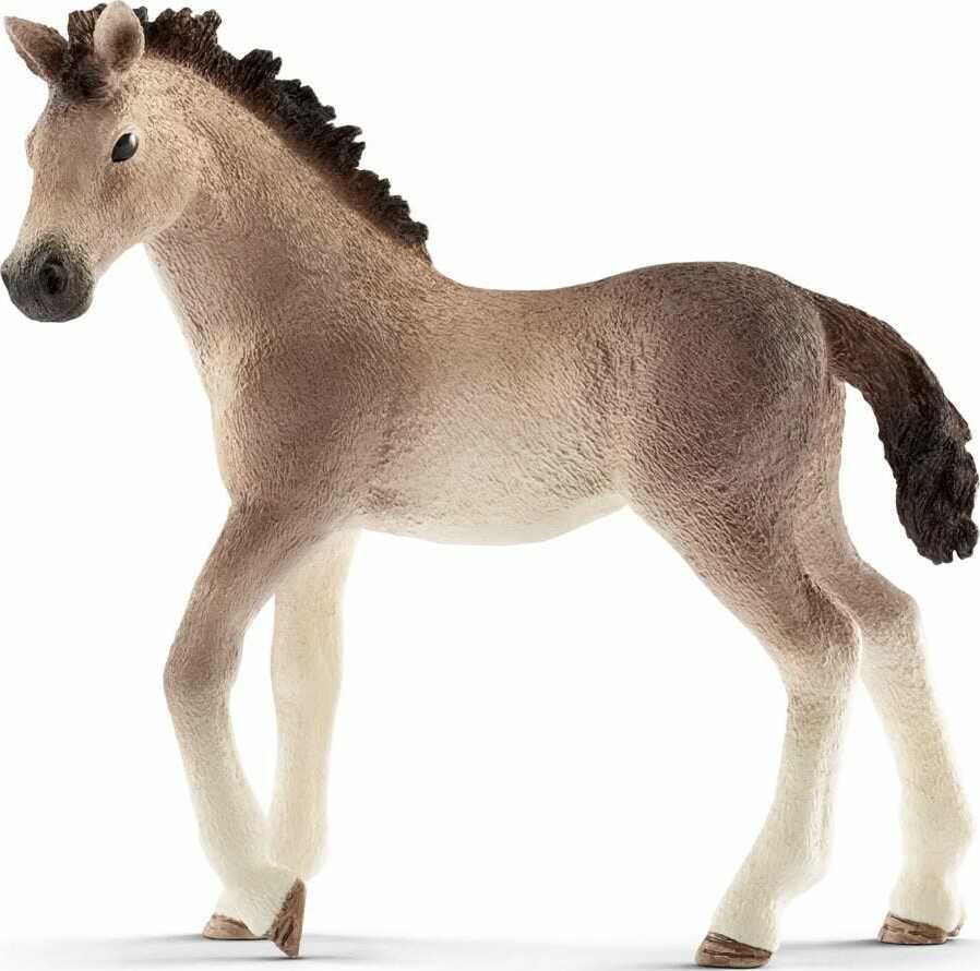 Andalusian Foal