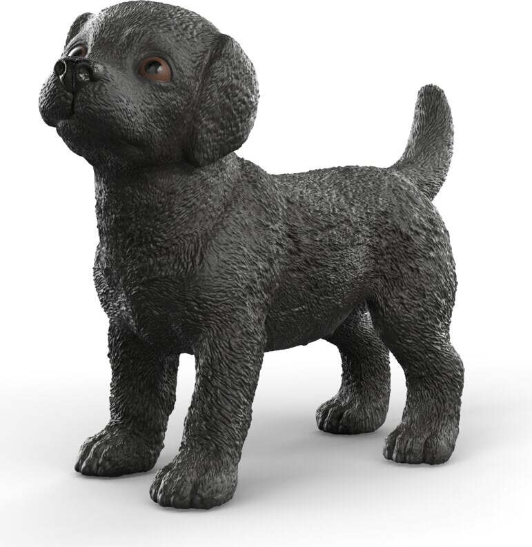 Black Labrador Retriever Puppy