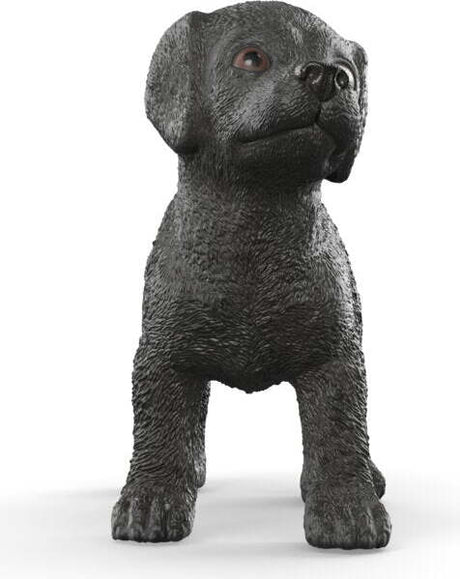 Black Labrador Retriever Puppy