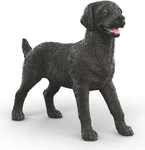 Black Labrador Retriever Female