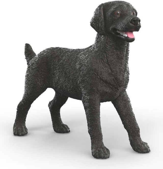 Black Labrador Retriever Female