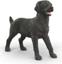 Black Labrador Retriever Female