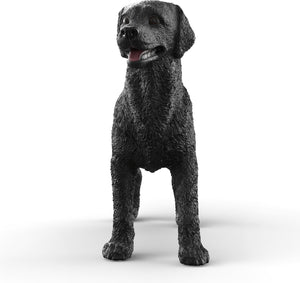 Black Labrador Retriever Female