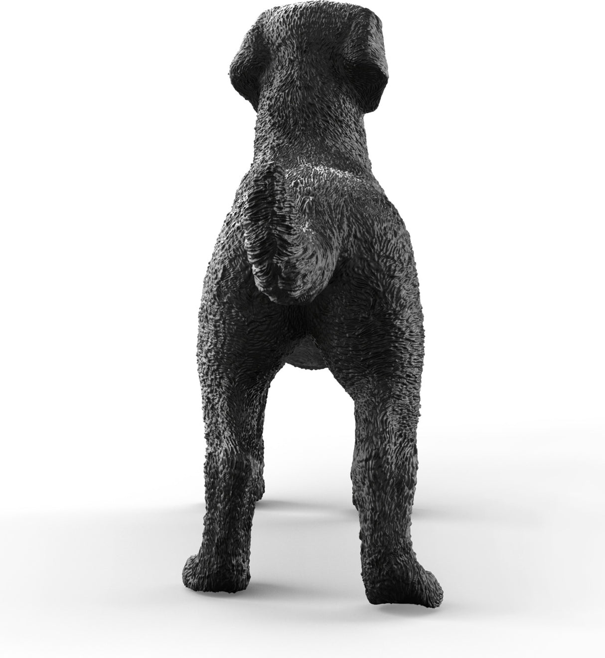 Black Labrador Retriever Female