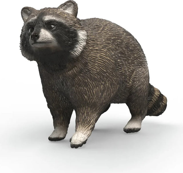 Raccoon