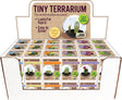 Tiny Terrarium Cactus (assorted)