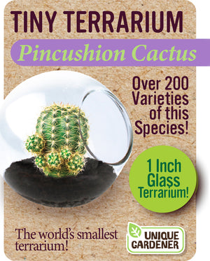 Tiny Terrarium Cactus (assorted)