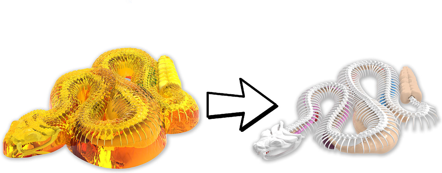 Dissect-It Super Rattlesnake - Gingerbread House Toys