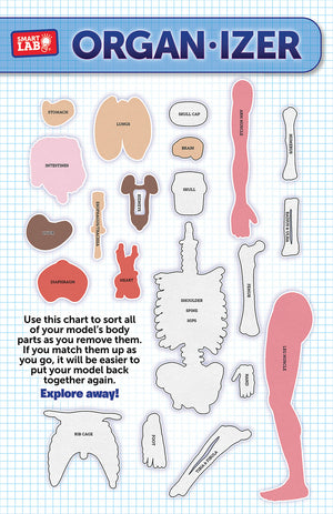 Smart Lab Squishy Human Body