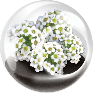 Tiny Terrarium Flowers
