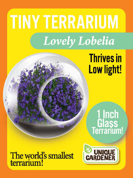 Tiny Terrarium Flowers