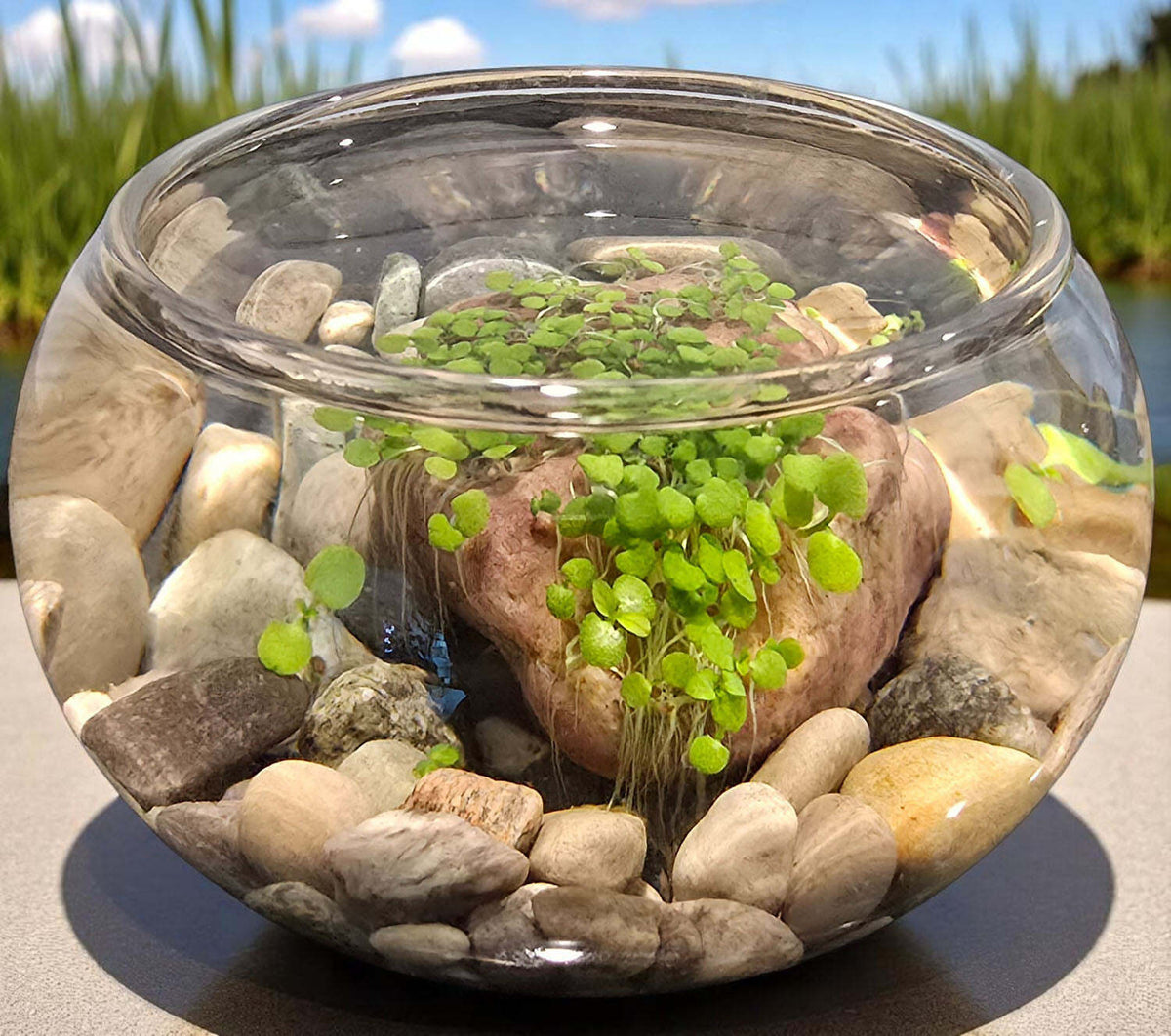 Mini WaterPlants - Create A Miniature Aquascape