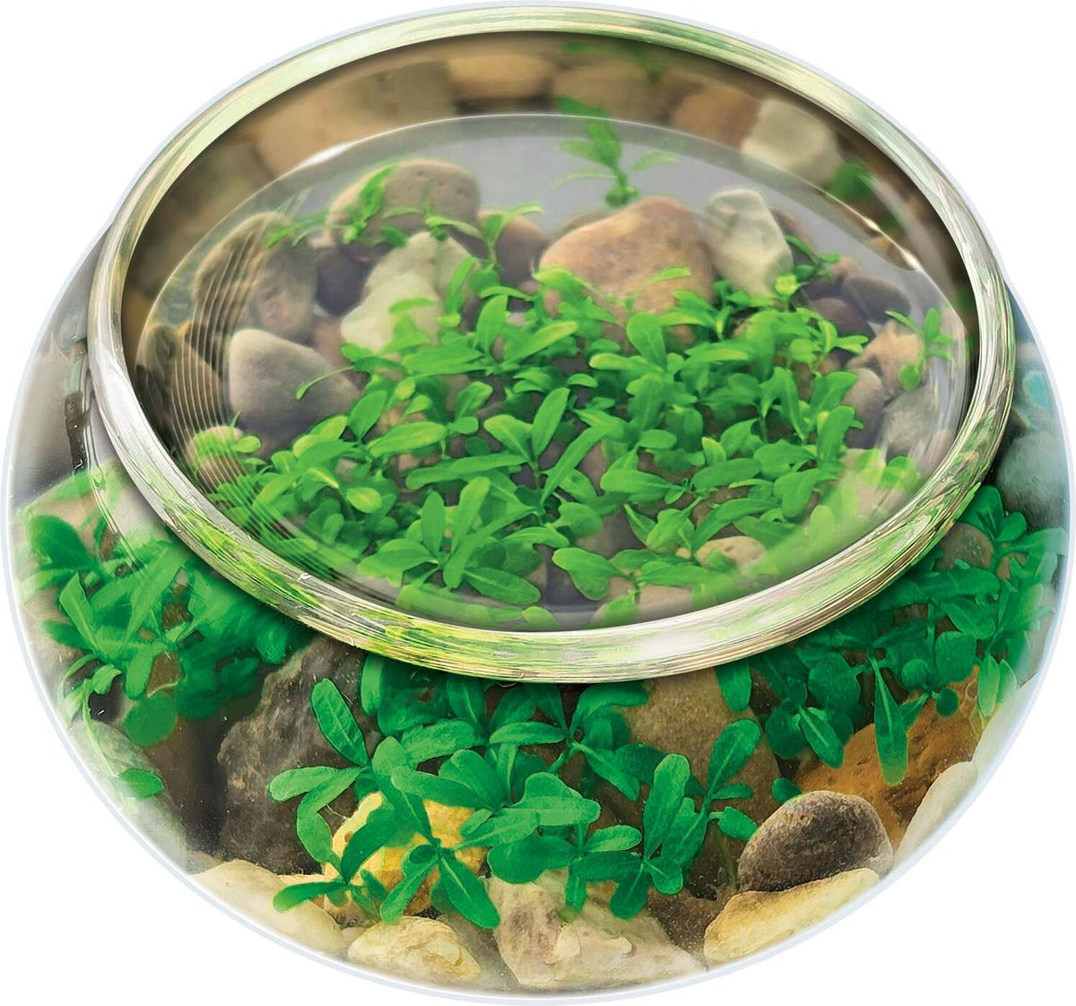 Mini WaterPlants - Create A Miniature Aquascape