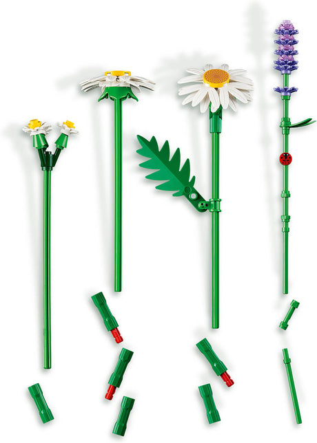 BOTANICALS Daisies