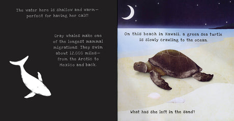 Animal Journeys A Shine-A-Light Book