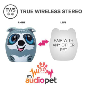 Audio Pet -Treble Maker Racoon